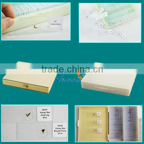 Best price teaching accessories school educational microscope human histology tissue slides