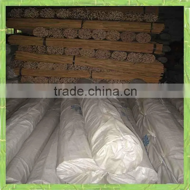Tonkin cane Bamboo cane
