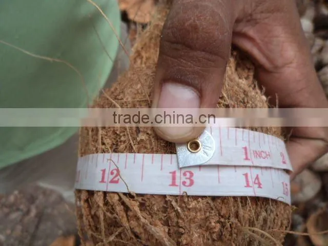 Fresh coconuts - export quality coconut