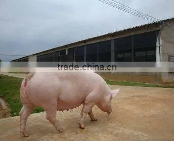 SUKAFeed Sw.Gain feed probiotic for fattening pigs
