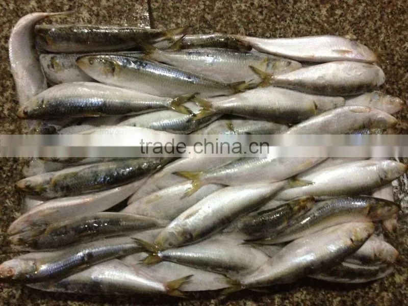 Hot Sale Fresh High quality sardine 140-160g,Lighting