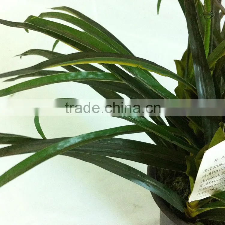 wholesale potted freesia bonsai for table decoration