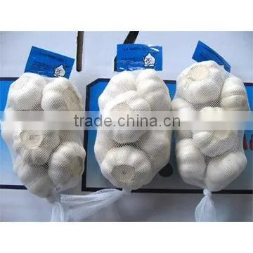 Fresh normal white garlic from cold store