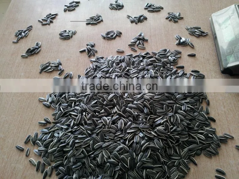 sunflower seeds 5009 24/64, 24/68