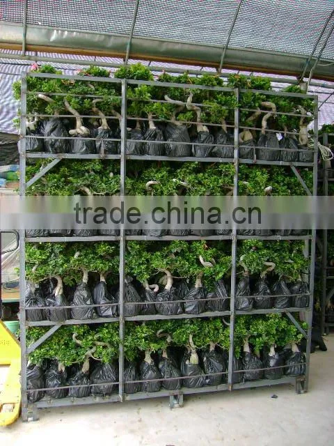 Ficus burgandy grafted