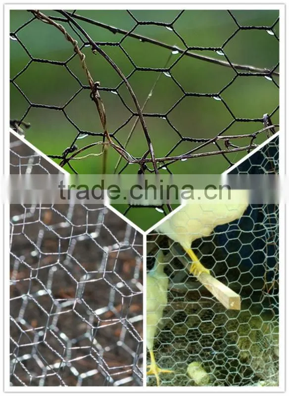 best price hexagonal duck wire mesh for sale