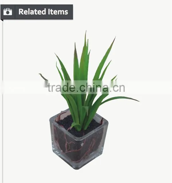 Hot sale miniascape of aloe vera mini plant for office supply