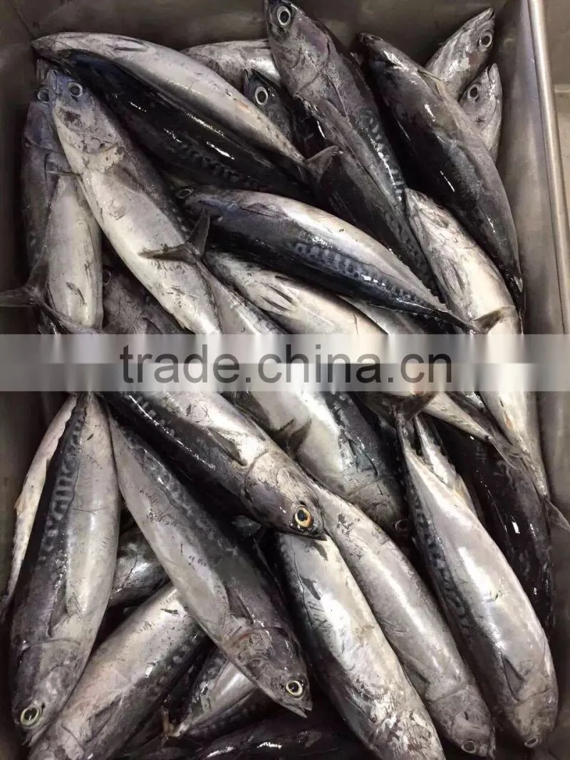 2015 frozen bonito whole round 300-500g/pc for marketing
