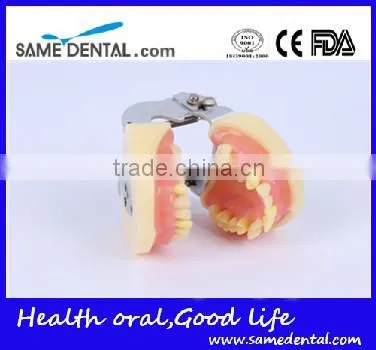 Dental Extraction Model School Teaching Model Teeth Model
