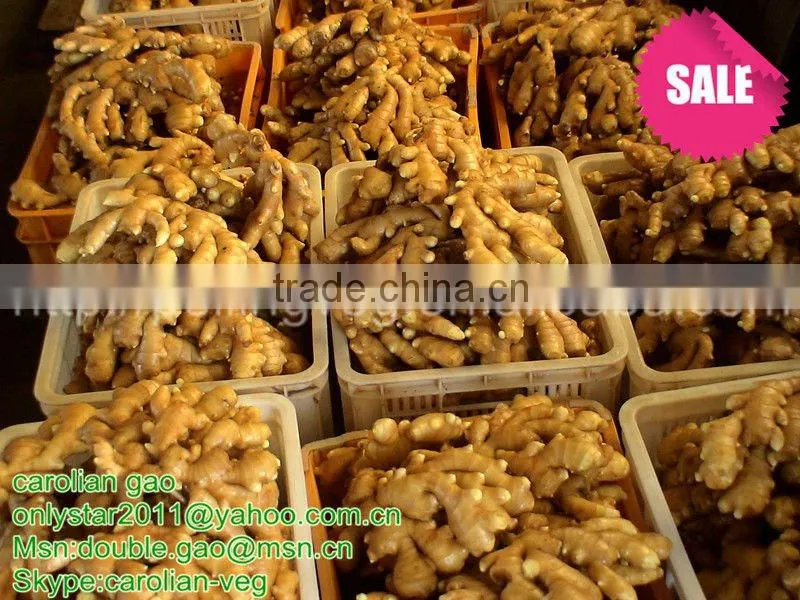 FARM PLANT VEGETABLE OF CHINESE BIG OLD GINGER
