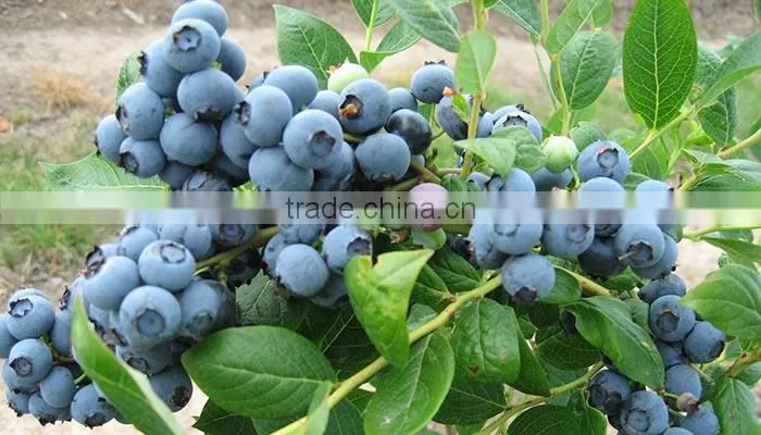Blueberry fruit drying machinery