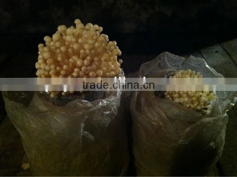 On Sale!!1 2014 high quality plastic oyster mushroom greenhouse film for selling
