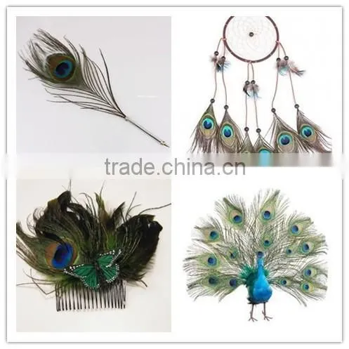 Natural Artificial Hobby Lobby Peacock Feathers