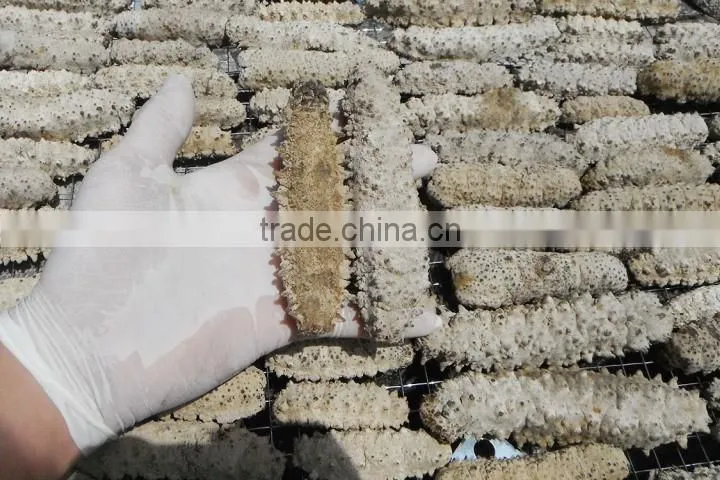 Dried Sea Cucumber Vietnam, Curry Fish, Stichopus Hermanni