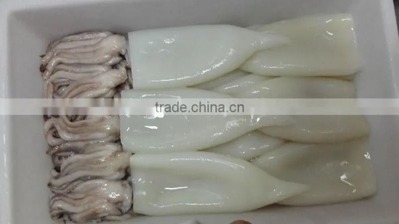 Frozen squid tube todarodas pacificus BQF