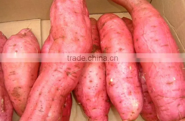 New frozen sweet potatos bulk order for sale