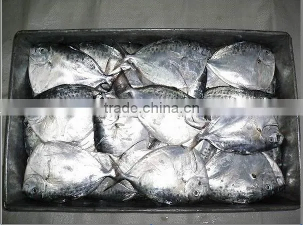 Fresh new stock of moonfish China origin