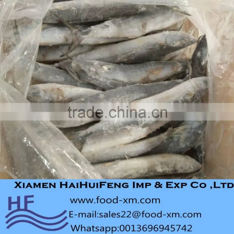Xiamen Haihuifeng Scomberomorus niphonius