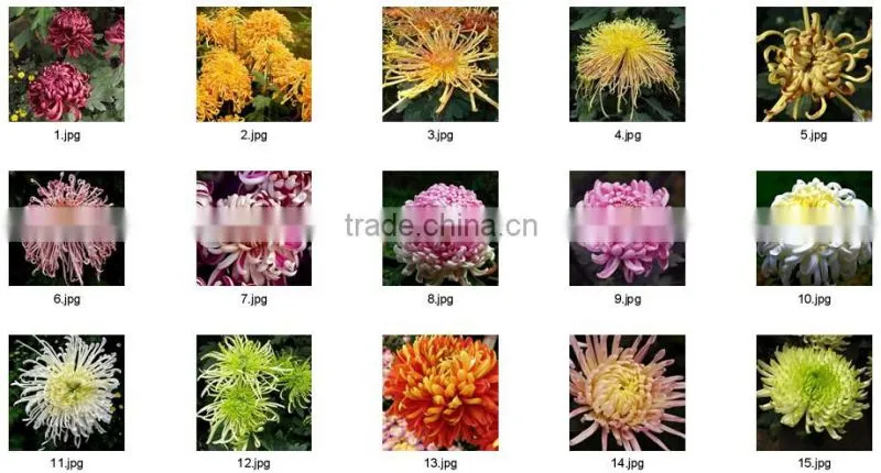 Hybrid Chrysanthemum Seeds For Sale