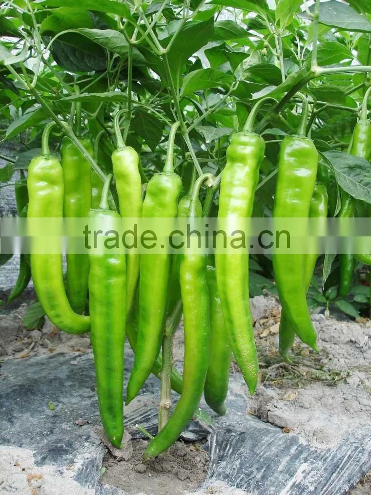Hot sale hybrid high yield chili pepper seeds-XY 159