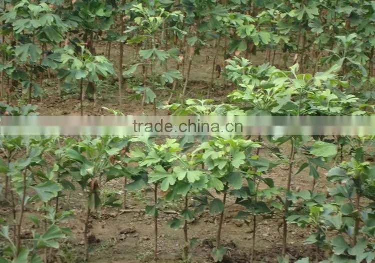 ginkgo biloba fruit tree seedling