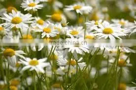 CHAMOMILE ROMAN OIL