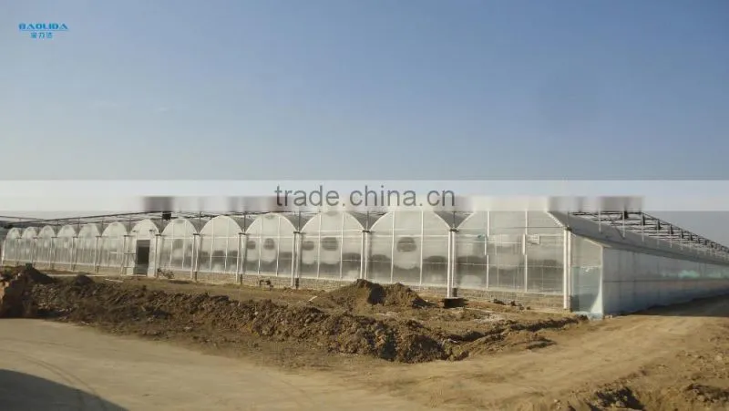 Greenhouse tomato