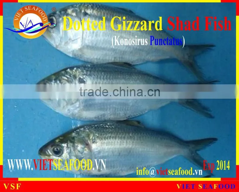 FROZEN W/R DOTTED GIZZARD SHAD FISH