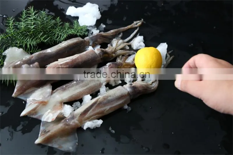New land sea frozen squid 2015 jigger