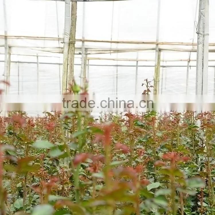 Colorful Best-Selling fragrant violet flowers