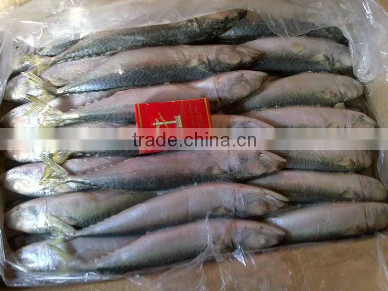 Horse Mackerel