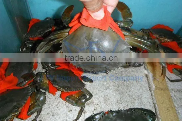 LIVE Egg Mud Crab Vietnam, Female Mud Crab