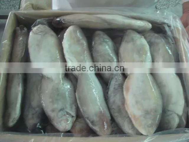 Butterfish GGS