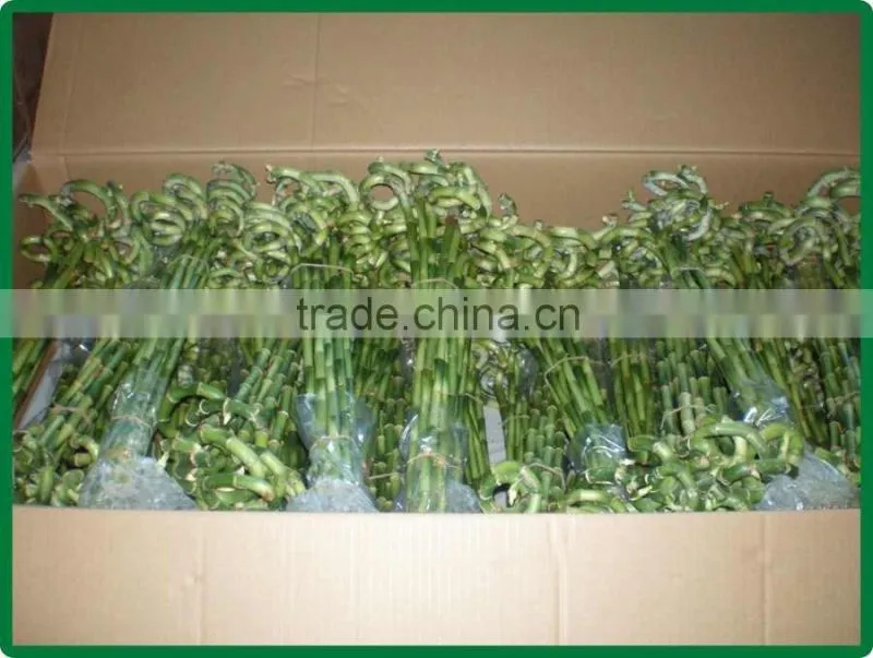 60cm spiral lucky bamboo air bonsai tree dracaena sanderiana indoor ornamental water aquatic plants garden decoration