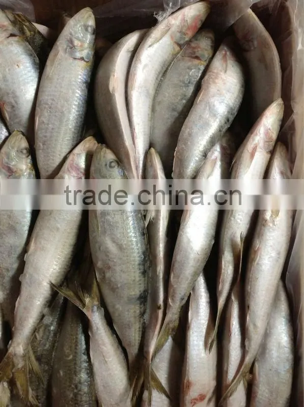 8-9pcs/kg Best Quality Frozen Sardine for Bait