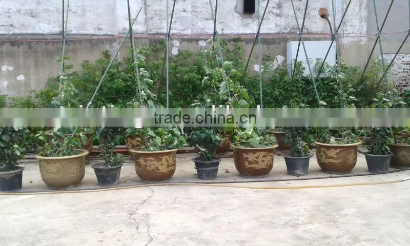 garden plants shelves