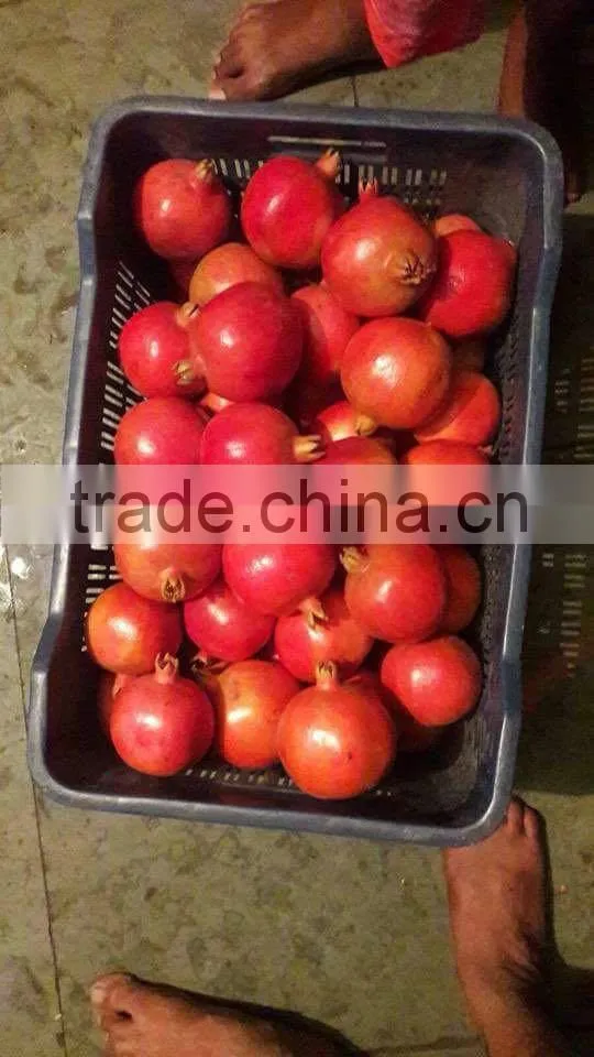 Fresh Pomegranate Fruit Supplier in India / Malaysia / Singapore / Dubai / Maldives / Sri Lanka