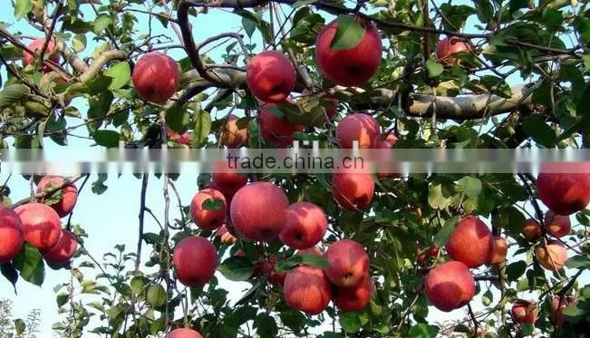 Apple Polyphenols / Phloretin / Phloridzin / Apple Extract
