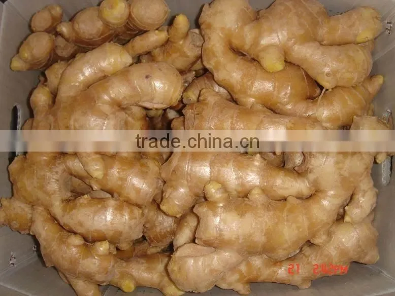 Air dried fresh gingers supplier