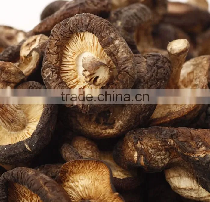 lentinus edodes/mushroom champignon/champignon mushroom