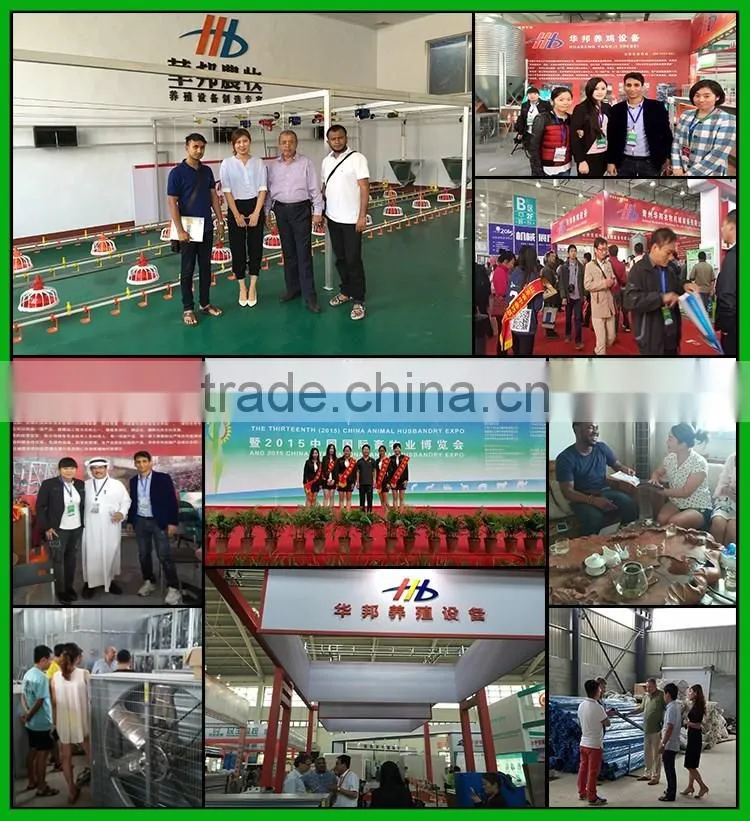 amazing quality chiken drinker / commodity chicken rearing automatic drink line