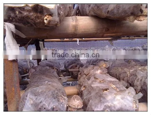 mushroom planting greenhouse film,black film for agaricus,Oyster Mushroom