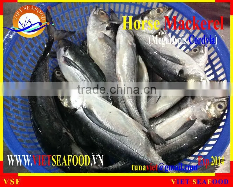 FRESH RAM MATERIALS W/R HORSE MACKEREL