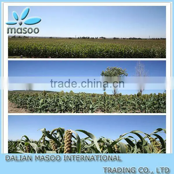Chinese New Crop Toasted Buckwheat Kernel