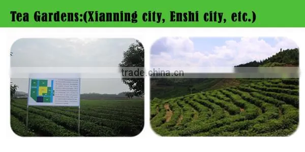 China chunmee green tea 41022 in 250g box