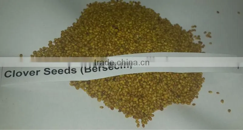 Clover Seeds