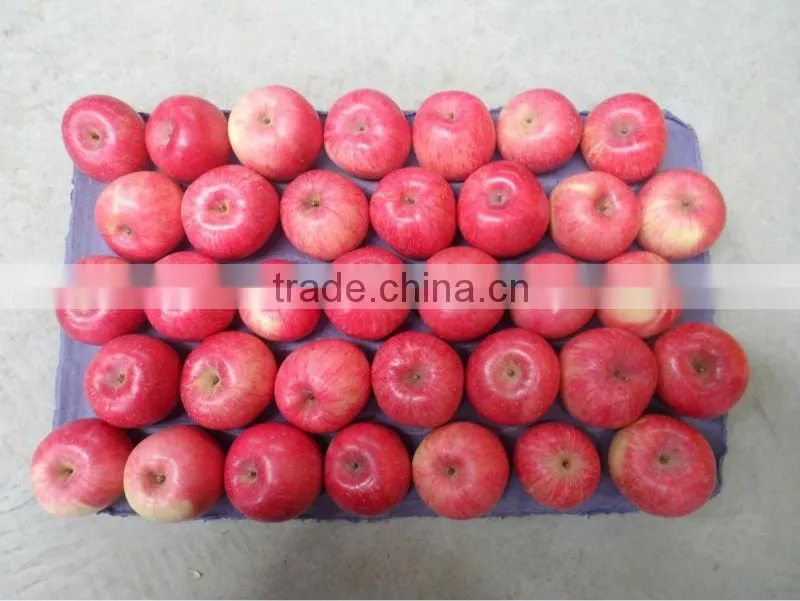 2015 shandong FUJI APPLE