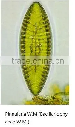 High quality biological botony microscope prepared slide for teaching