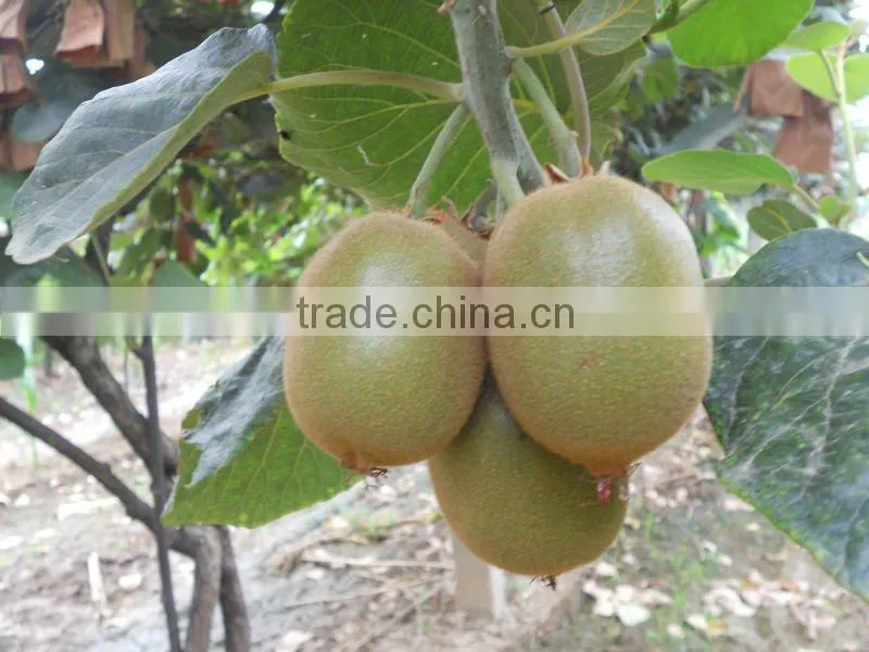 New Fresh Kiwi fruits on sale