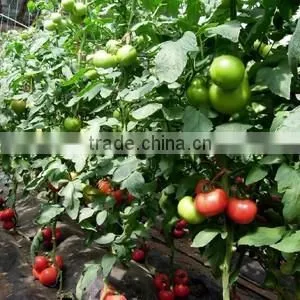 Hybrid F1 Tomato Seeds Red Princess No.7